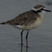 Kittlitz's Plover
